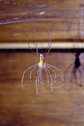 Réf. 211 947 : Opilio canestrinii